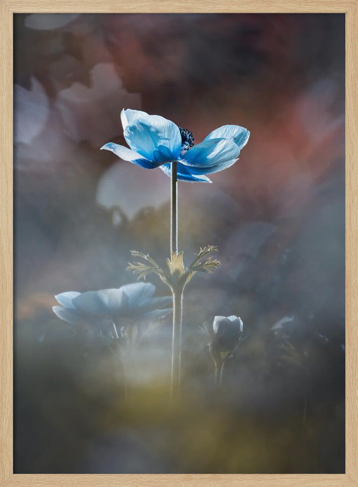 Blossom like a flower | Poster