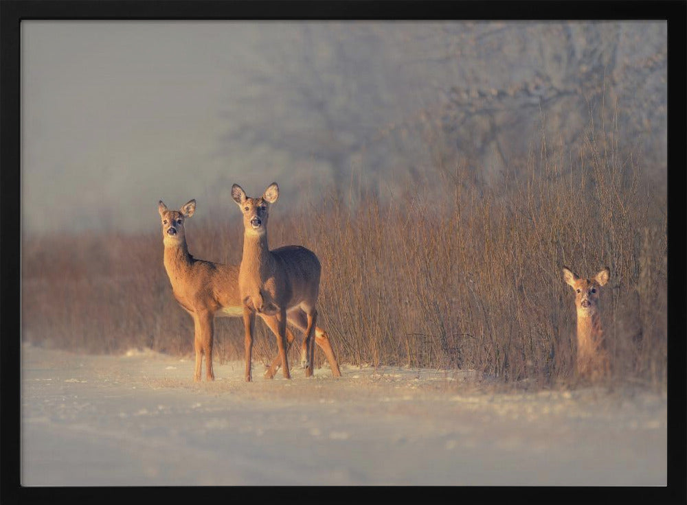 Three Deer | Poster