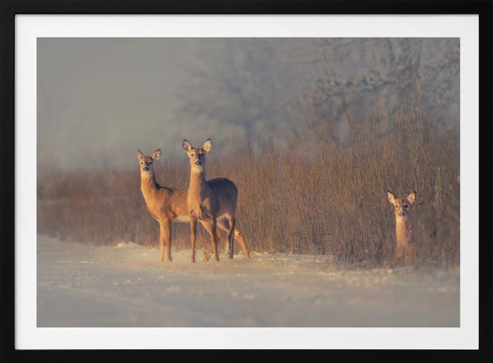 Three Deer | Poster