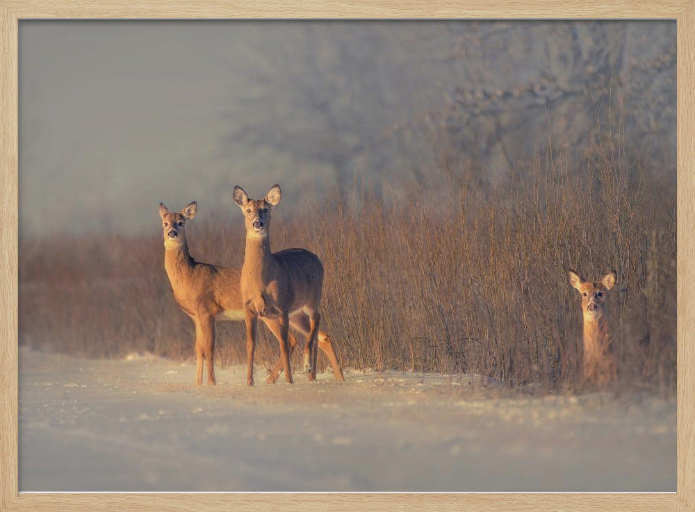 Three Deer | Poster