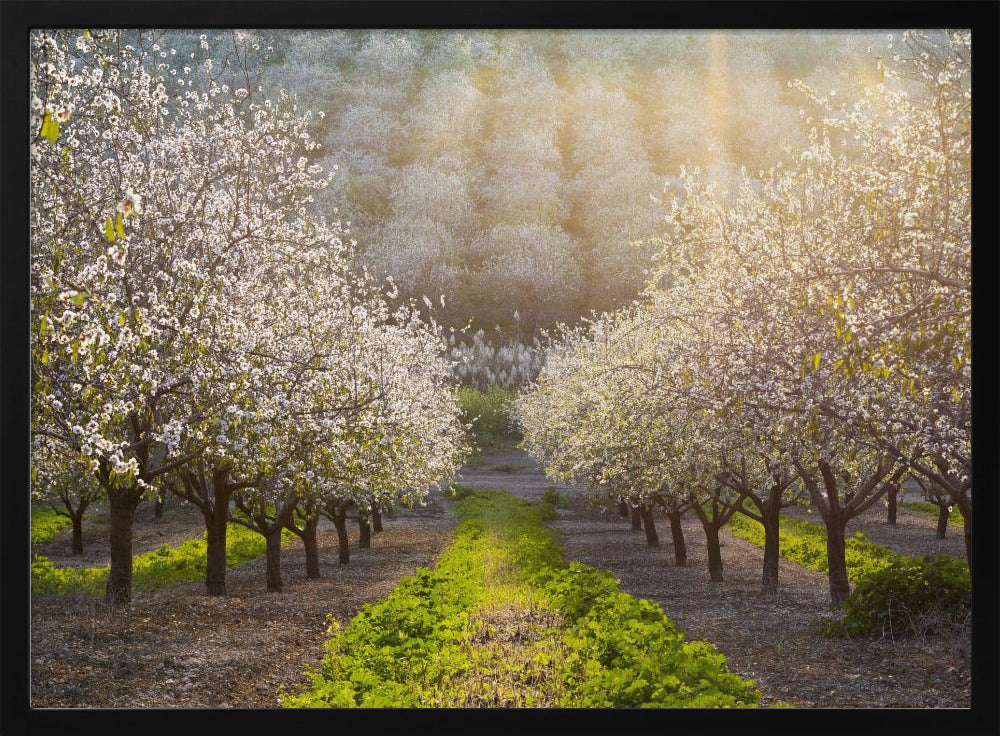 Golden Almonds | Poster