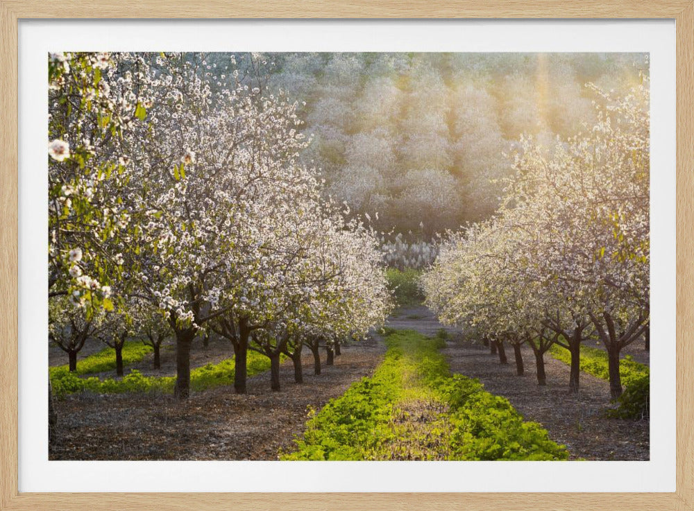 Golden Almonds | Poster