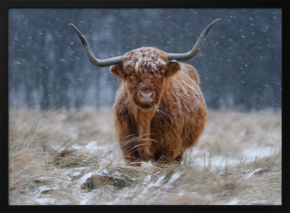 Snowy Highland cow | Poster