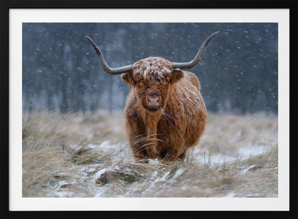 Snowy Highland cow | Poster