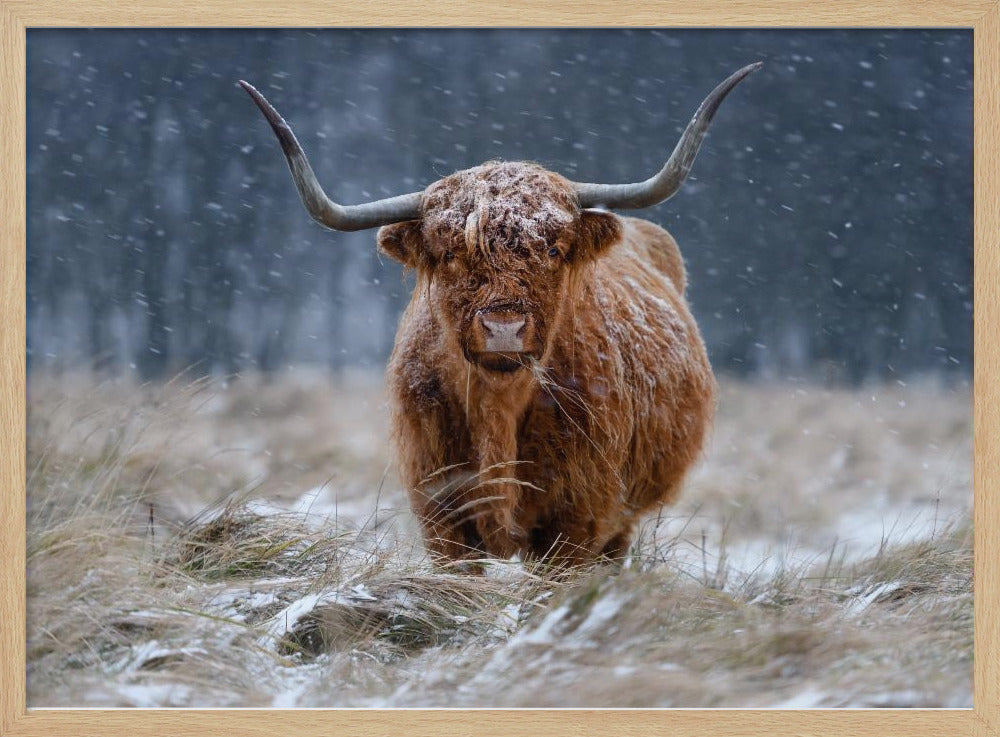 Snowy Highland cow | Poster