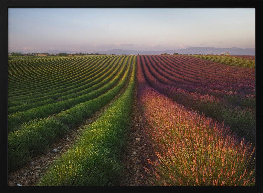 Field of lavender | Poster