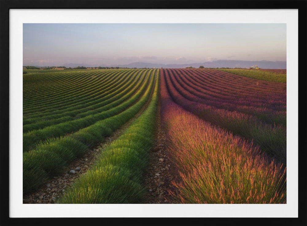 Field of lavender | Poster
