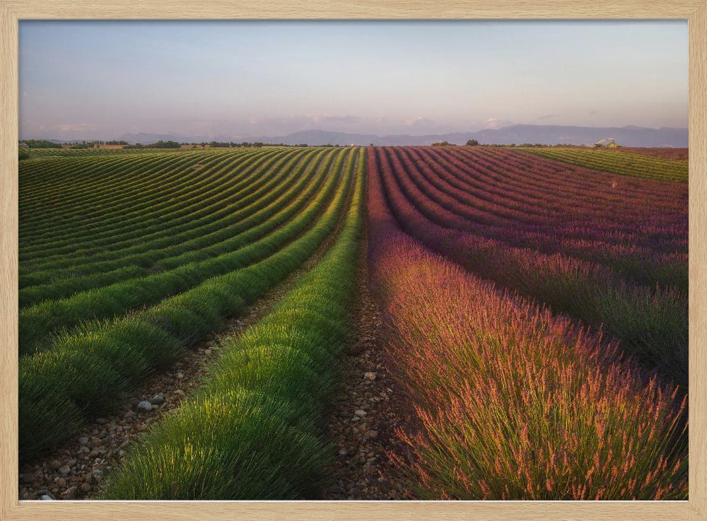 Field of lavender | Poster