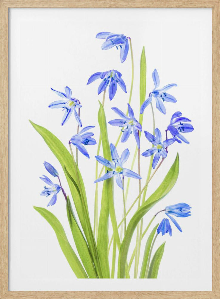Scilla | Poster