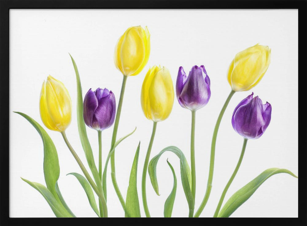 Tulip | Poster