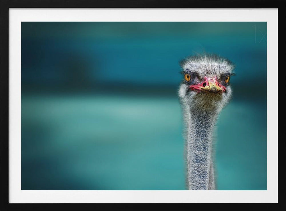 Ostrich Protecting two Poor Chicken from the Wind | Poster