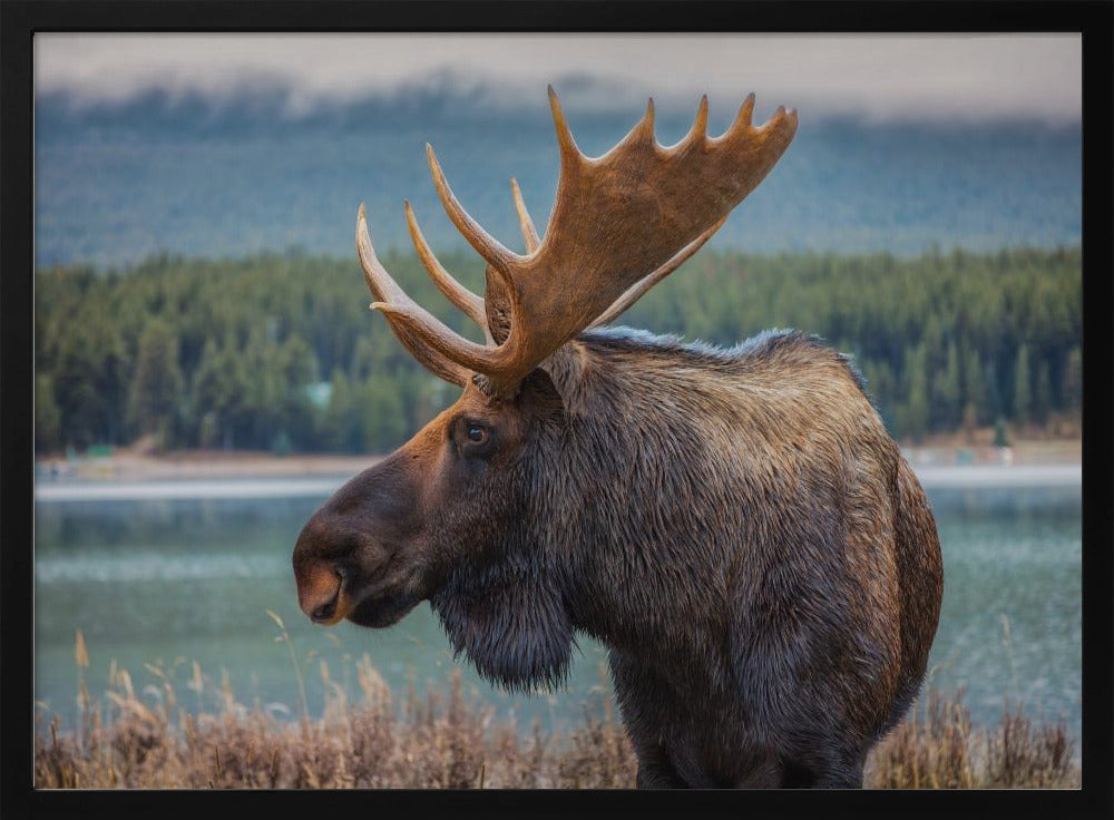 Moose | Poster