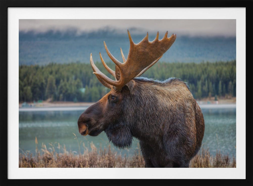 Moose | Poster