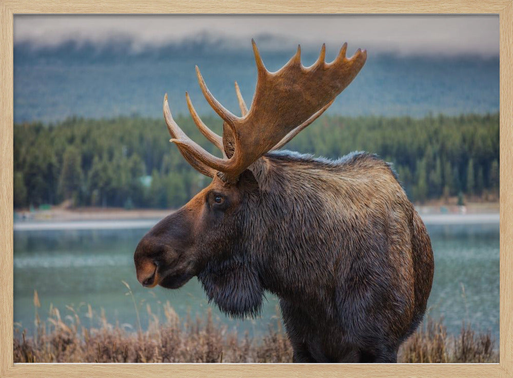 Moose | Poster