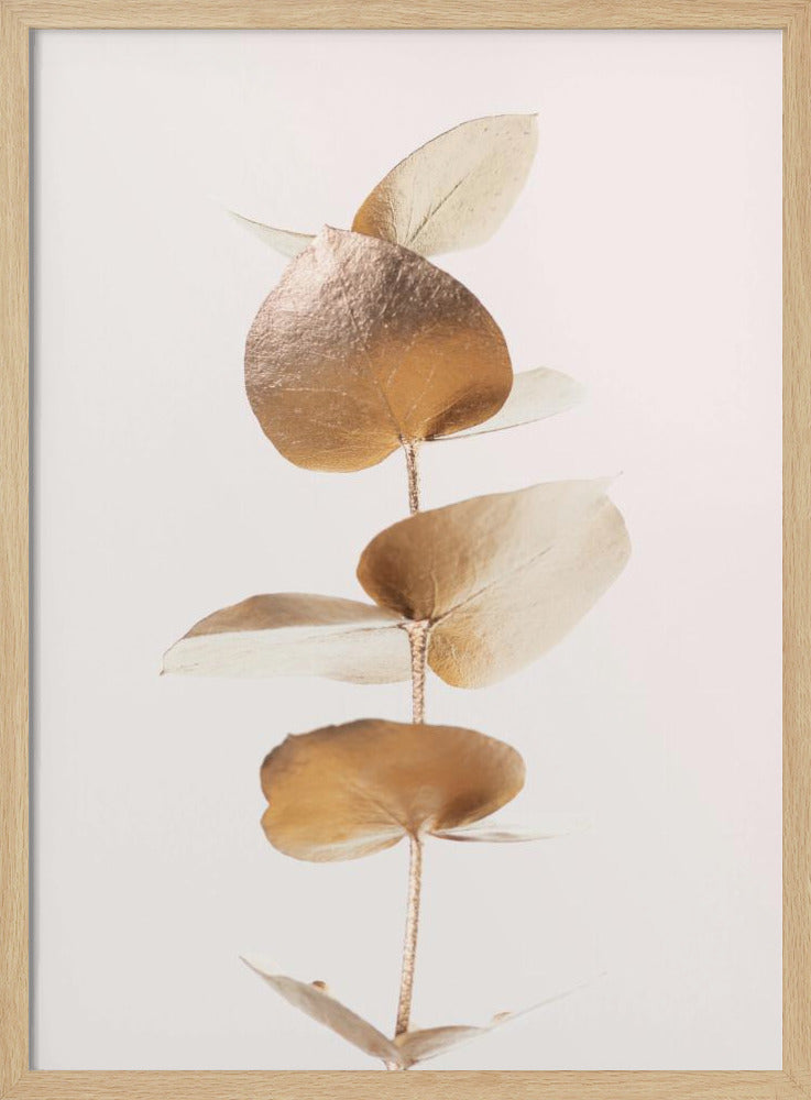 Eucalyptus Gold No 06 | Poster