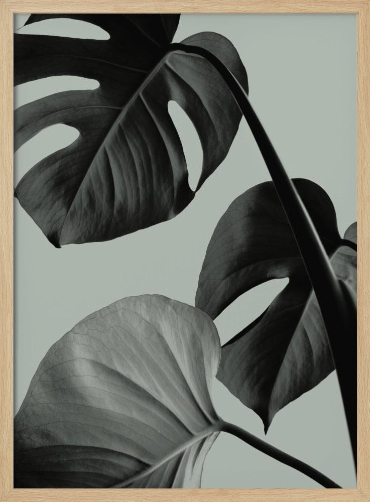 Monstera Teal 07 | Poster