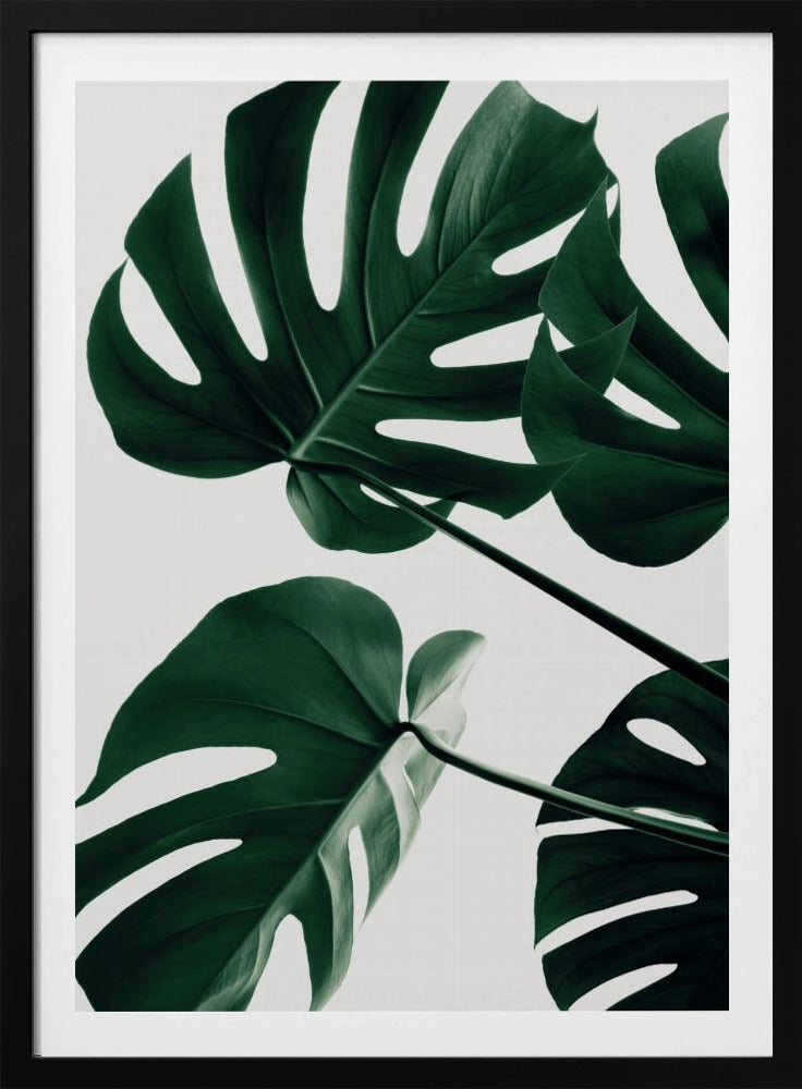 Monstera Natural 43 | Poster