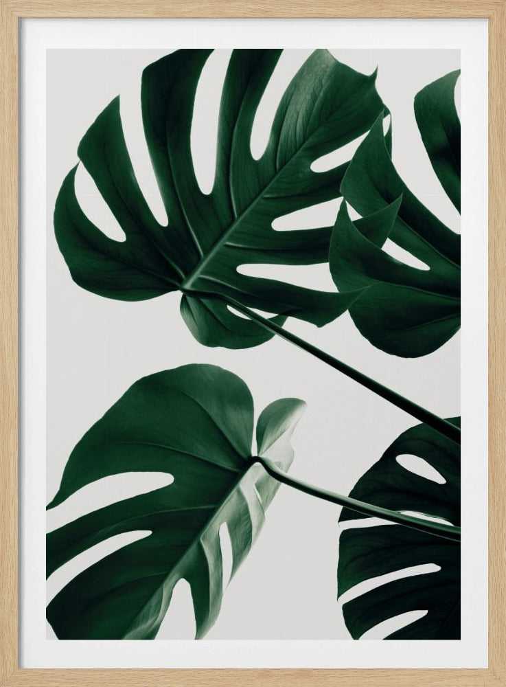 Monstera Natural 43 | Poster