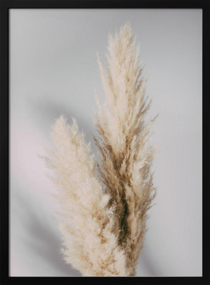 Pampas Grass Grey | Poster