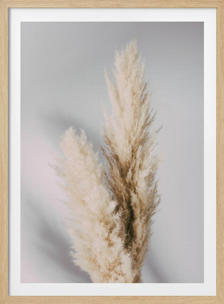 Pampas Grass Grey | Poster