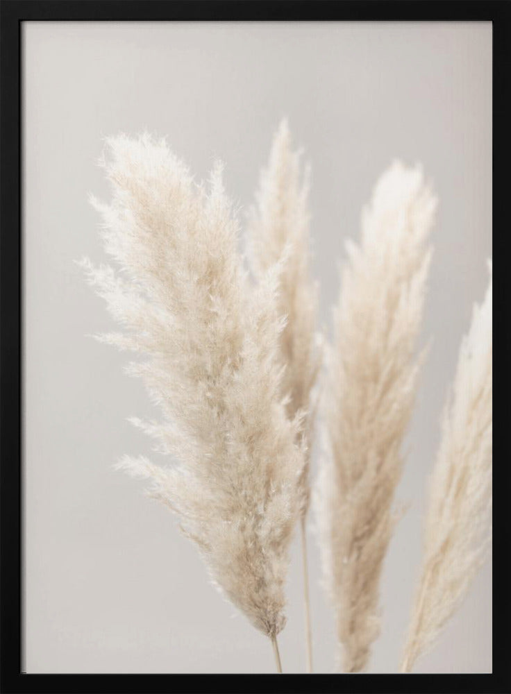 Pampas Grass Grey 02 | Poster