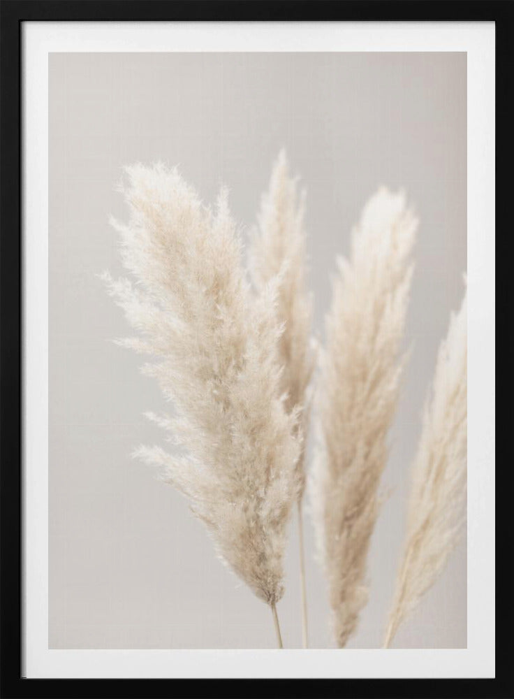 Pampas Grass Grey 02 | Poster