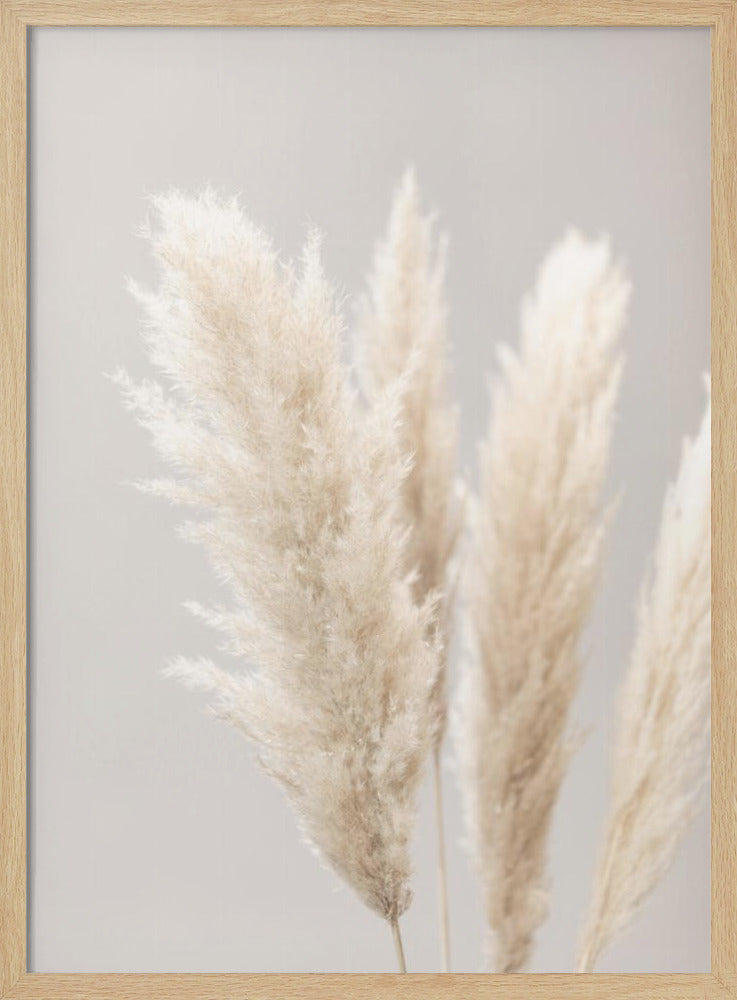 Pampas Grass Grey 02 | Poster