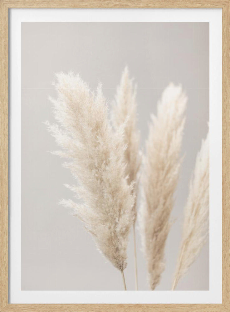 Pampas Grass Grey 02 | Poster