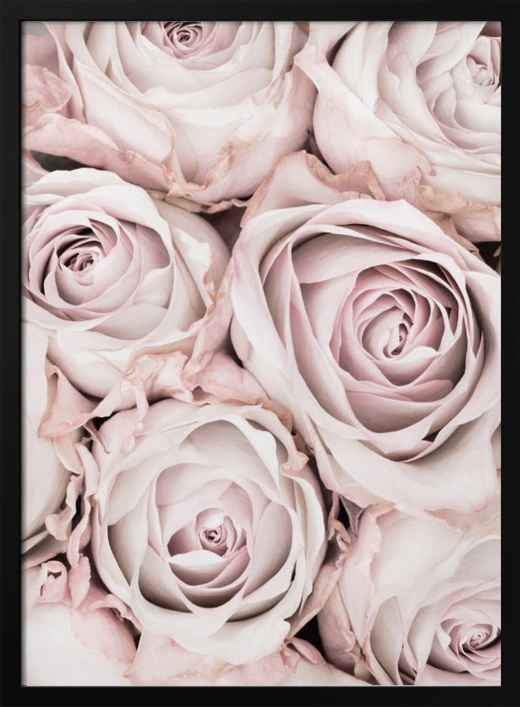 Pink Roses No 01 | Poster