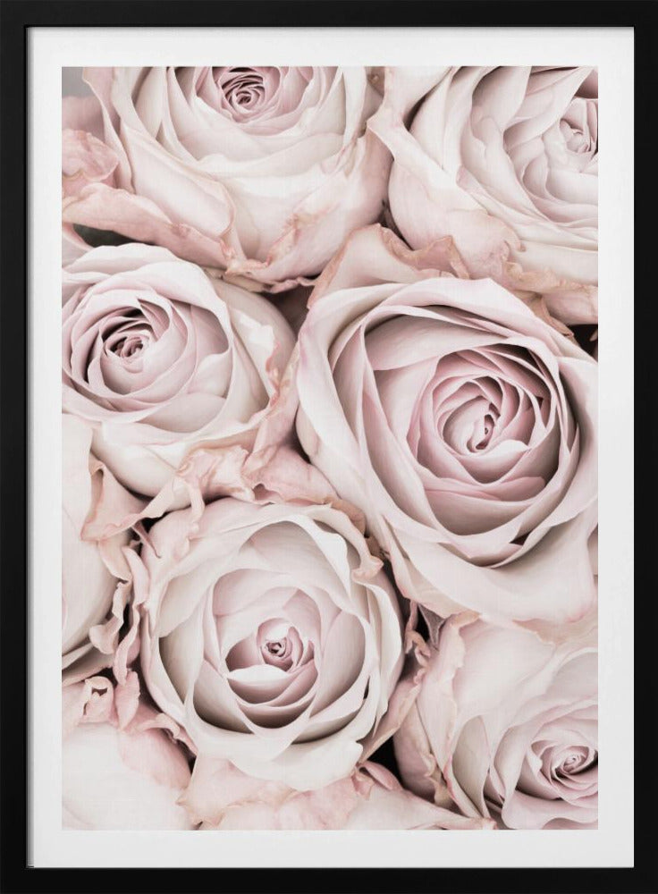 Pink Roses No 01 | Poster