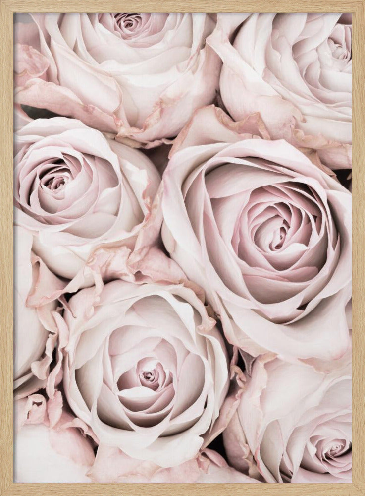 Pink Roses No 01 | Poster