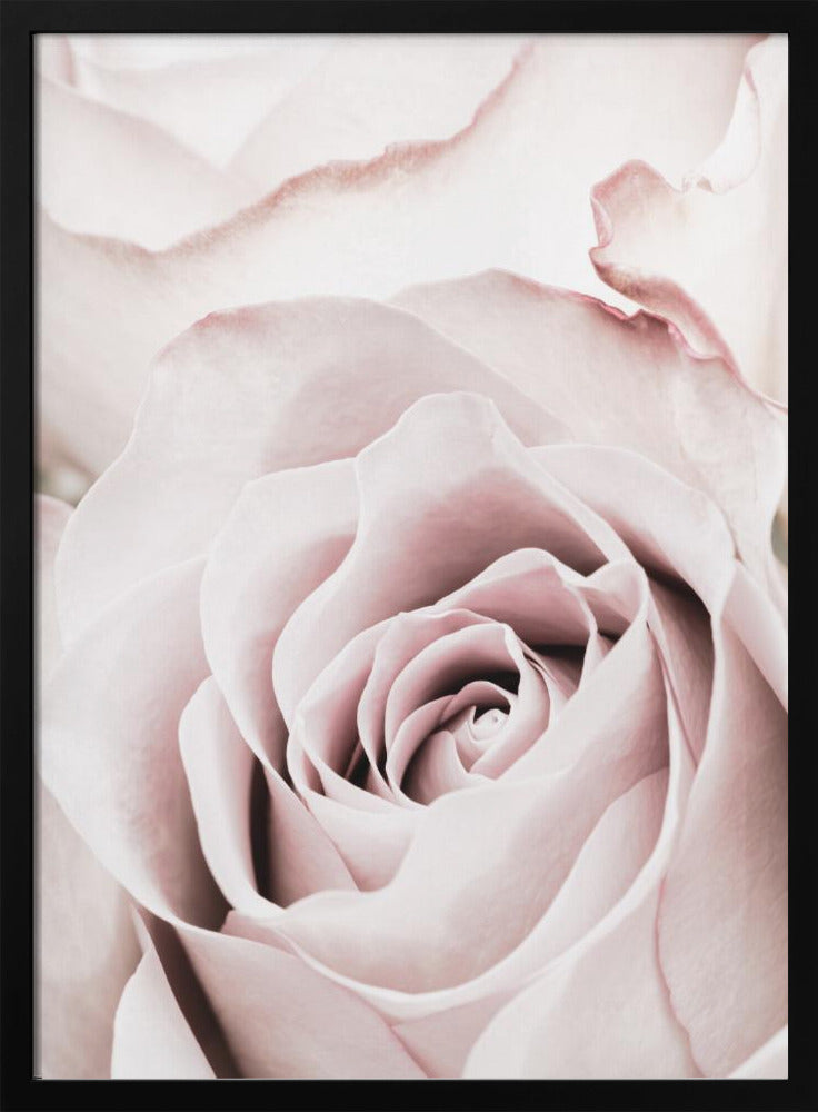Pink Rose No 05 | Poster