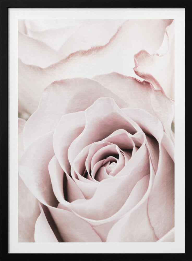 Pink Rose No 05 | Poster