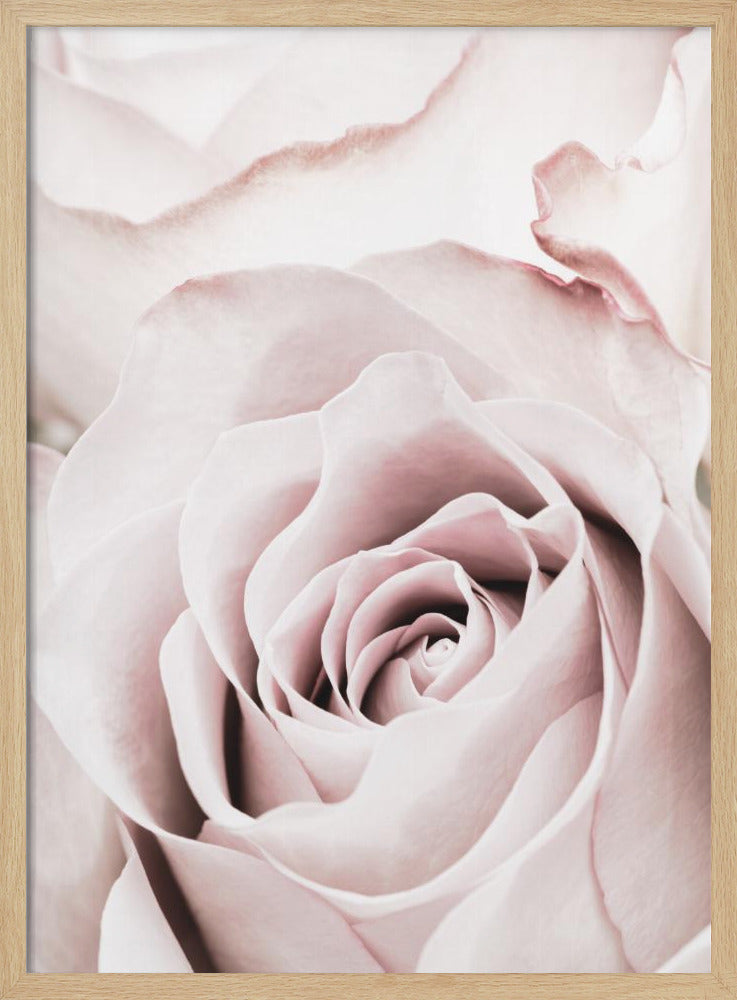 Pink Rose No 05 | Poster
