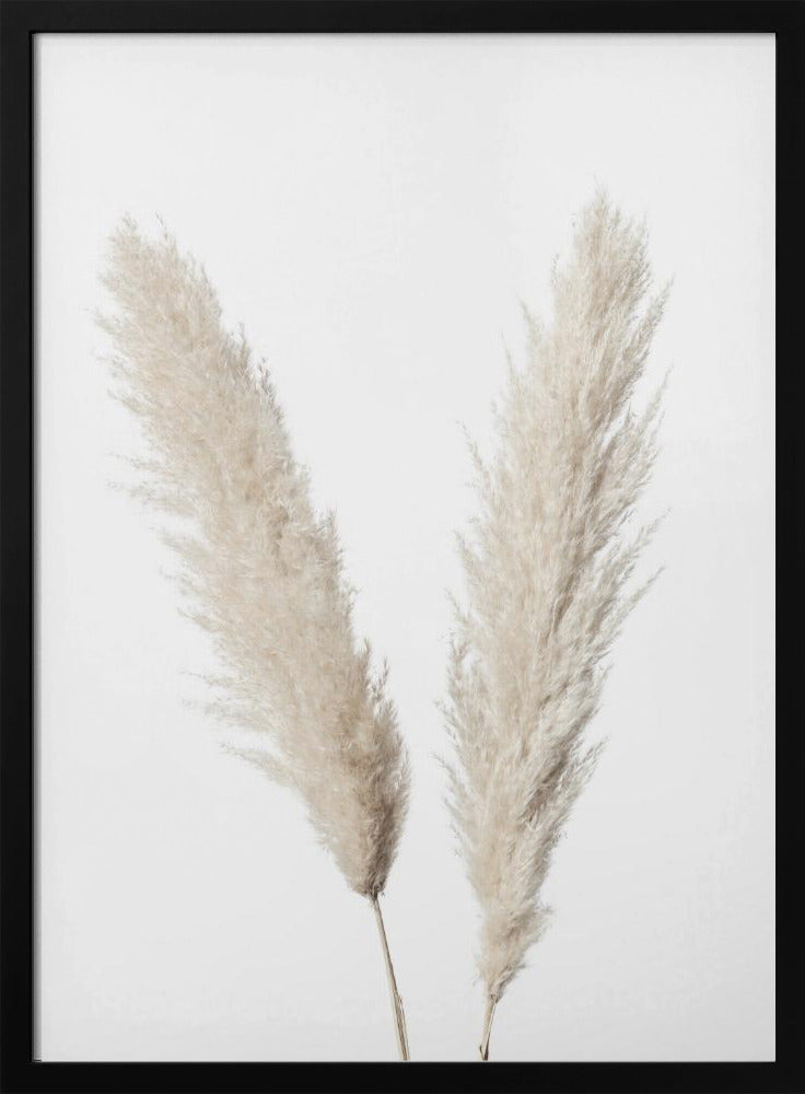 Pampas White | Poster
