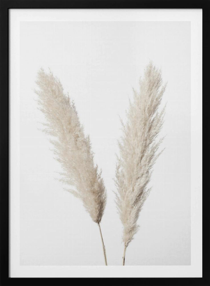 Pampas White | Poster