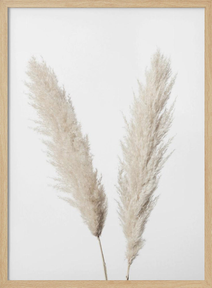 Pampas White | Poster