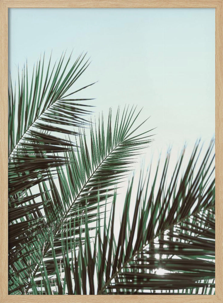 Palm leaves, sky_1 | Poster