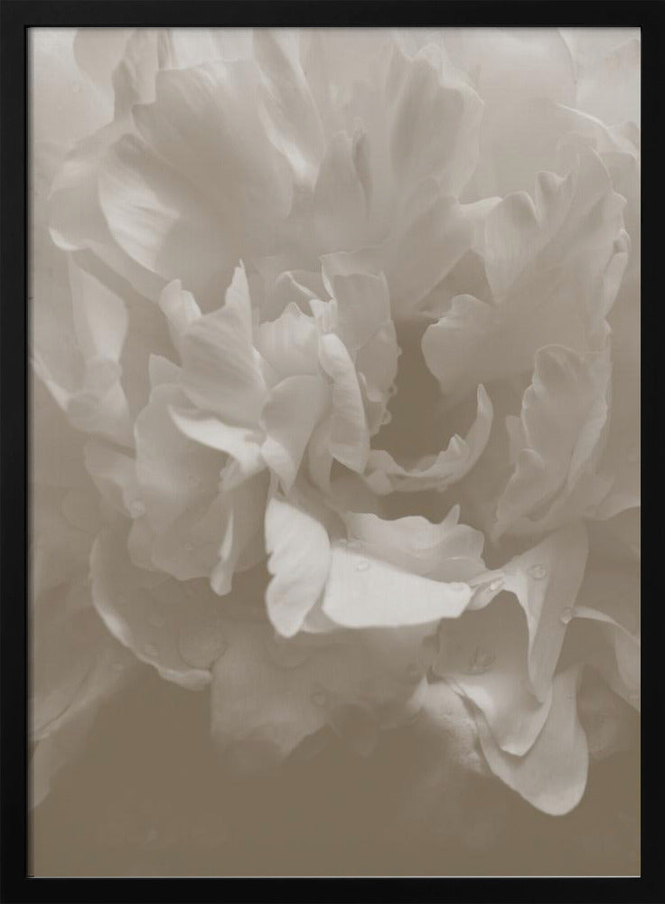 Peony_9 | Poster
