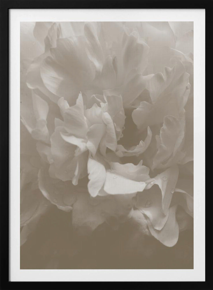 Peony_9 | Poster