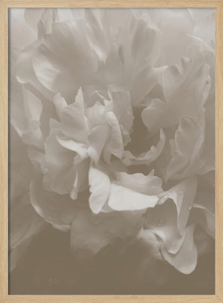 Peony_9 | Poster
