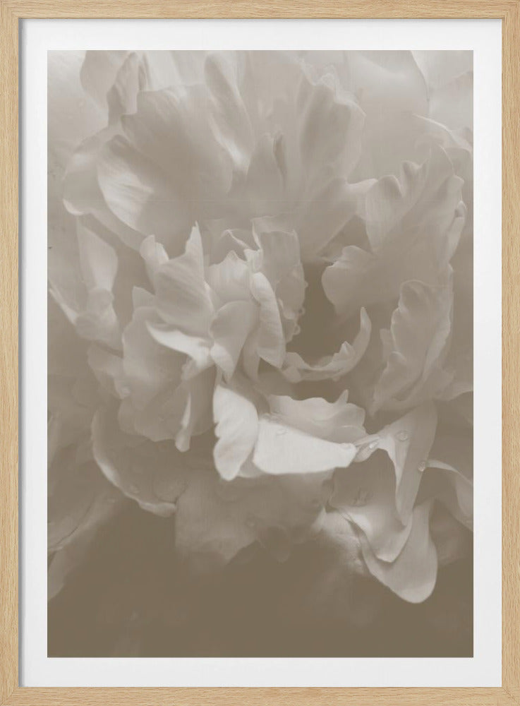 Peony_9 | Poster