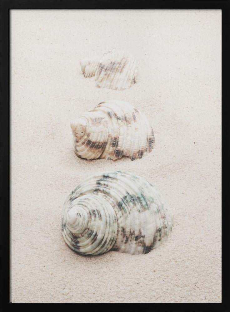 Shells | Poster