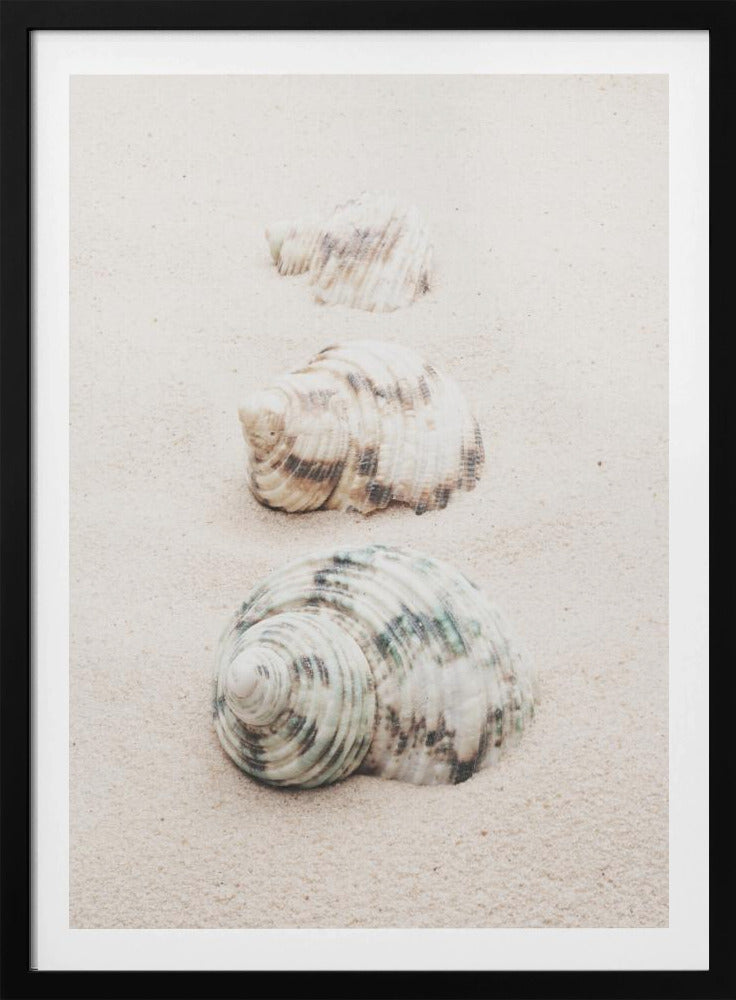 Shells | Poster