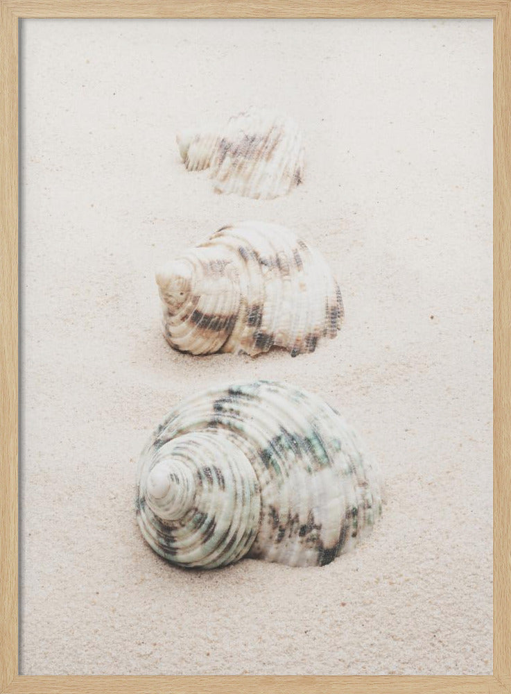 Shells | Poster