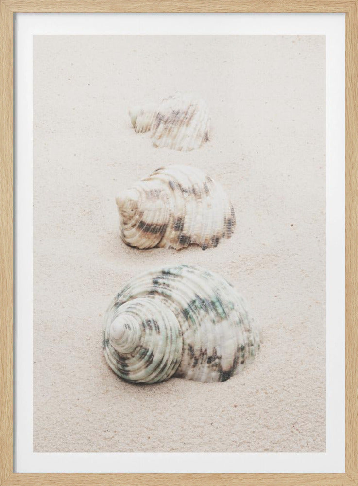Shells | Poster