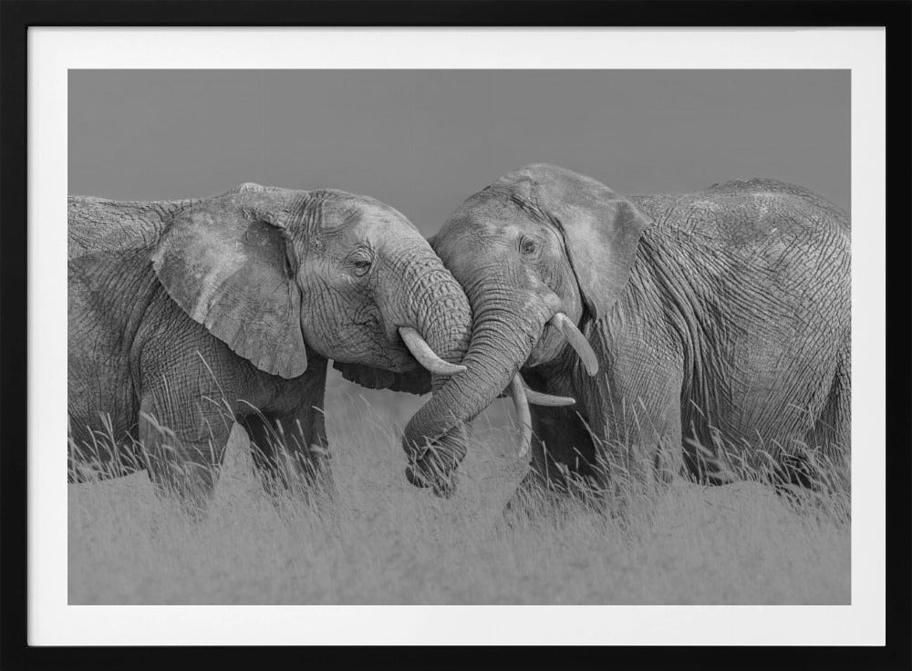 Elephant Flight | Poster