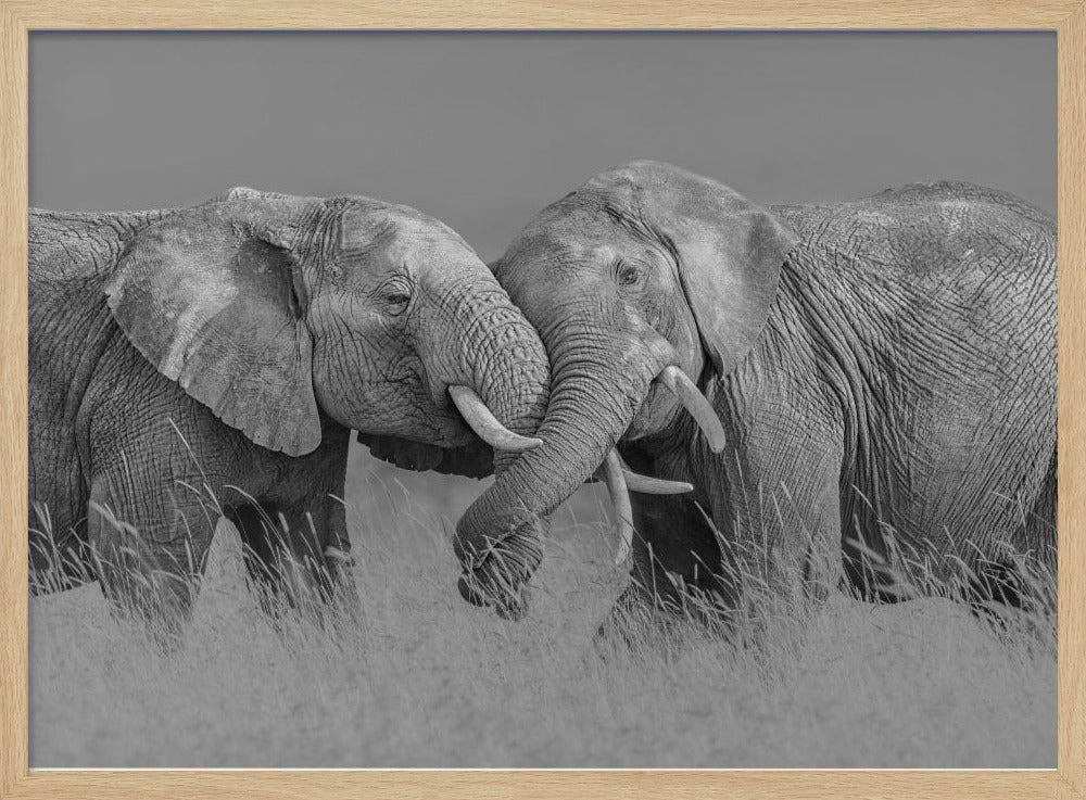 Elephant Flight | Poster