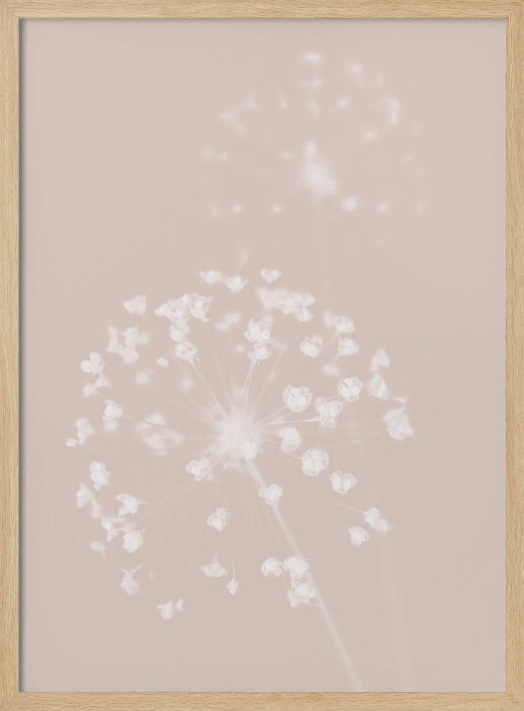 Dried Flower Pink | Poster
