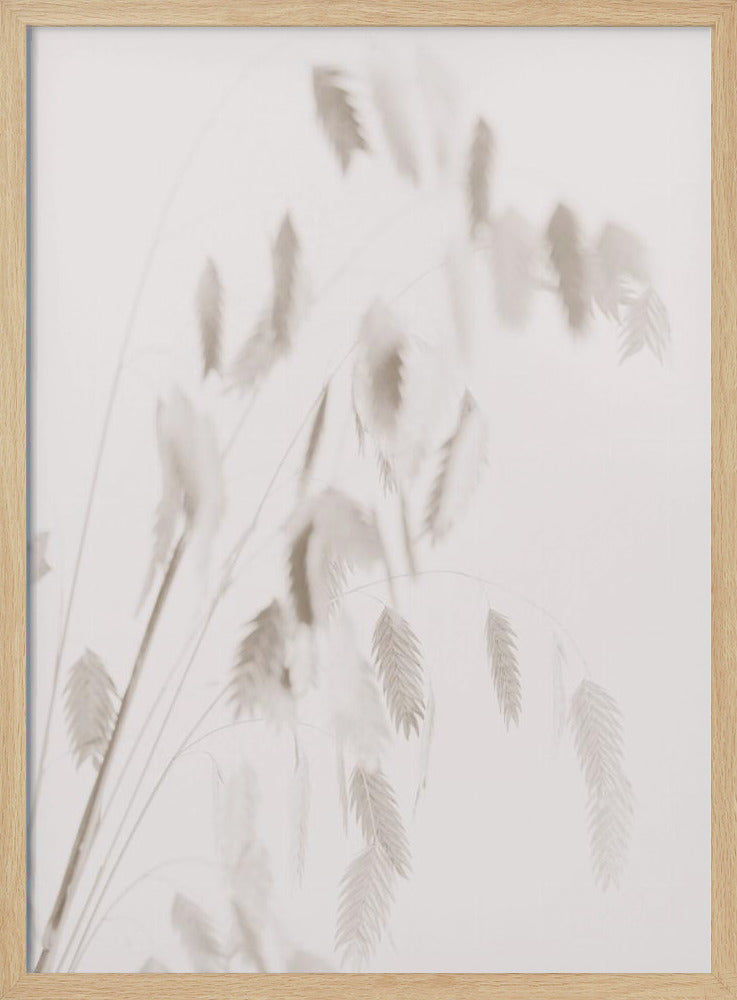 Dried Grass_pink | Poster